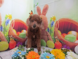 シンシンちゃん