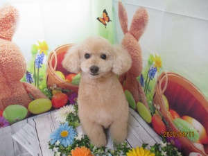 シンシンちゃん