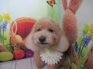 くんくんちゃん