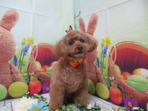 くんくんちゃん