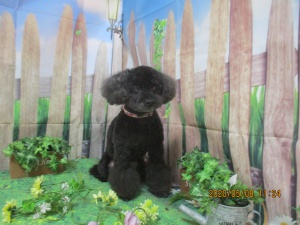 こざくらちゃん