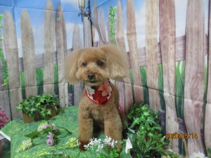 ショコラちゃん