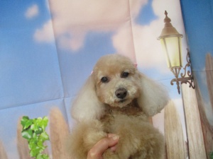 くんくんちゃん