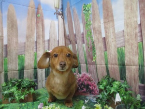 クッキーちゃん