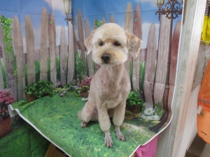 チャーリーくん