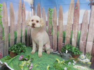 チャーリーくん