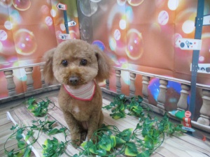 ベティーちゃん