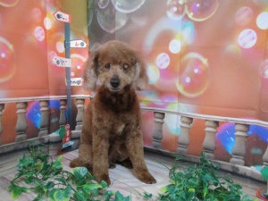 しんしんちゃん