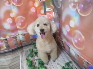 しんしんちゃん