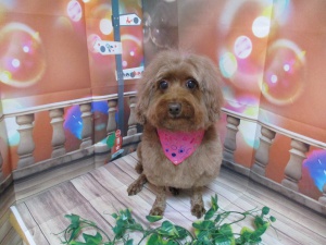 ビヨンセちゃん