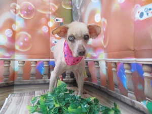 ビヨンセちゃん