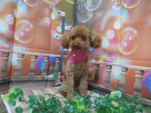 ティアラちゃん