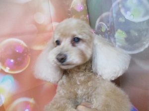 くんくんちゃん