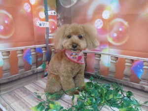 ショコラちゃん