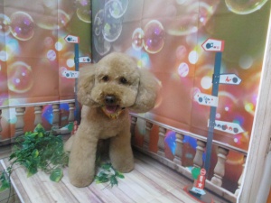 ショコラちゃん