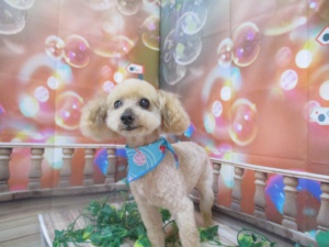 シューミーくん