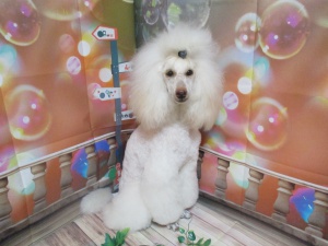 シューミーくん