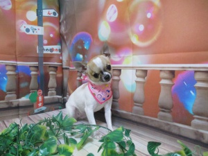 ももちゃん