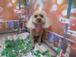 ラブリーちゃん