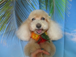 くんくんちゃん