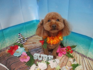 ベティーちゃん