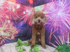 しんしんちゃん