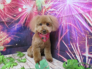 しんしんちゃん