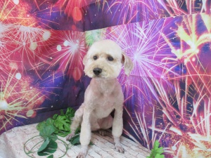 チャーリーくん