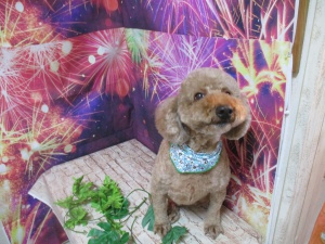 チャーリーくん