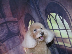 くんくんちゃん