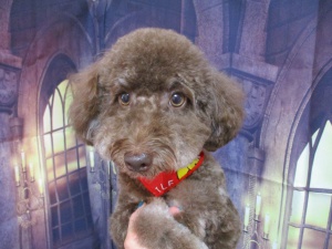 くんくんちゃん