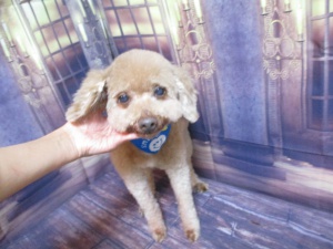 しんのすけくん