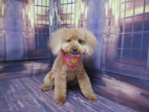 ショコラちゃん