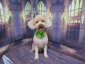 ショコラちゃん