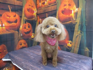 ベティーちゃん