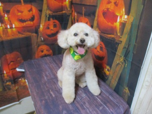 ベティーちゃん