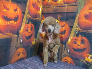 しんしんちゃん