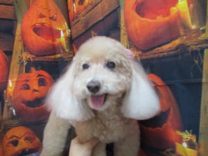 くんくんちゃん