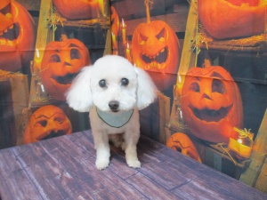 くんくんちゃん