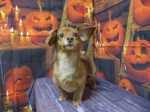 クッキーちゃん