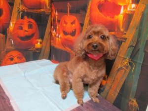 ビヨンセちゃん