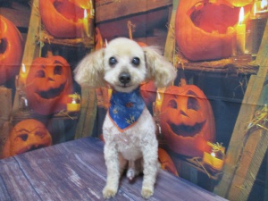 シューミーくん