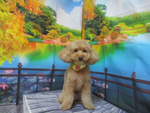 ベティーちゃん