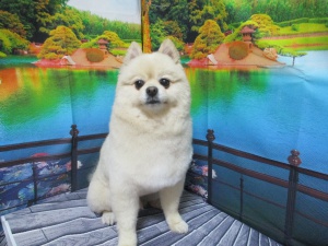 レオくん
