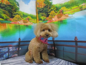 ショコラちゃん