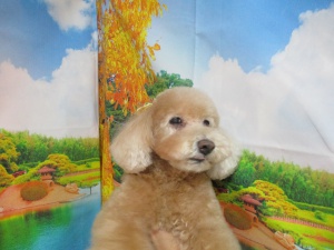 くんくんちゃん