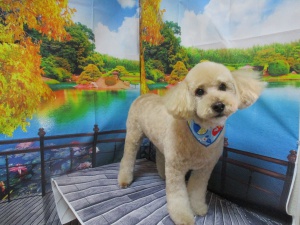 くんくんちゃん