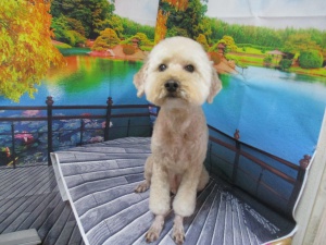 チャーリーくん