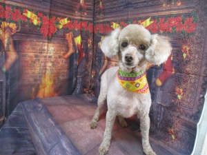 ベティーちゃん