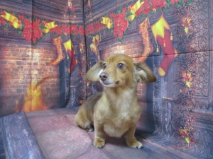 クッキーちゃん